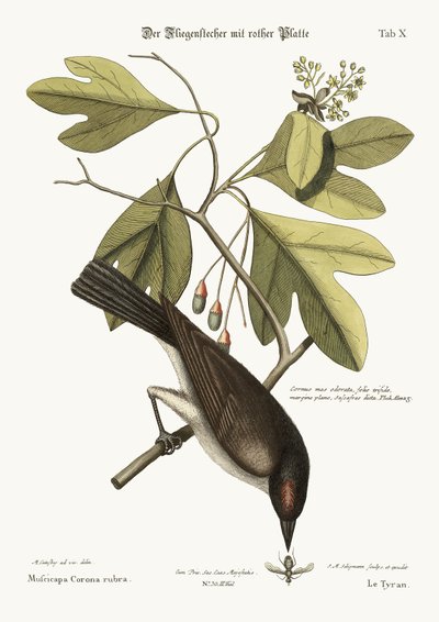 The Tyrant by Mark Catesby